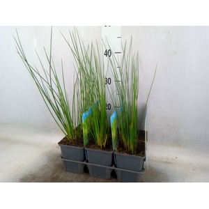 Juncus effusus