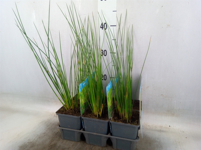 <h4>Juncus effusus</h4>