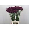Allium Sphaerocephalon