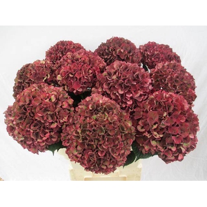 Hydrangea mag ruby red classic