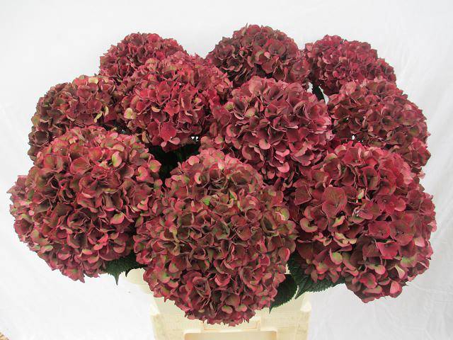 <h4>Hydrangea mag ruby red classic</h4>