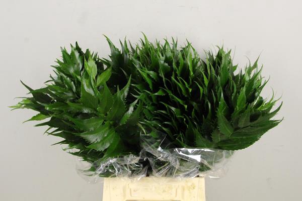 <h4>Holly Fern</h4>