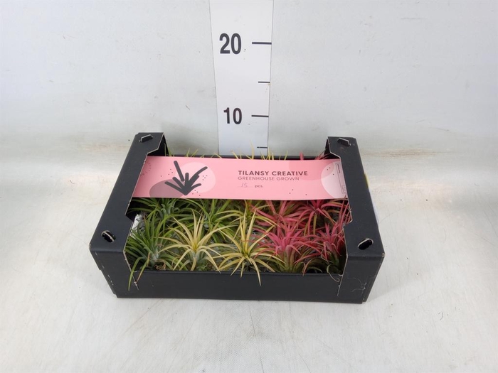 <h4>Tillandsia ionantha</h4>