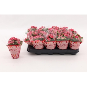 Kalanchoe Double Sylca