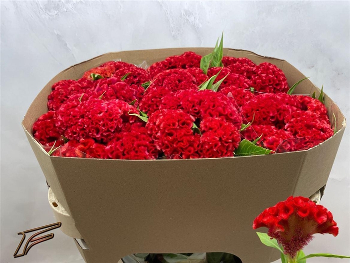 <h4>Cel C Smashing</h4>