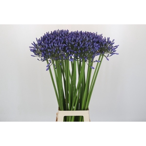 Agapanthus Suzan