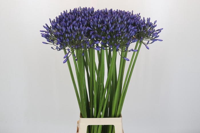 Agapanthus Suzan