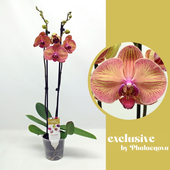 <h4>Phalaenopsis overig oranje (meerder</h4>