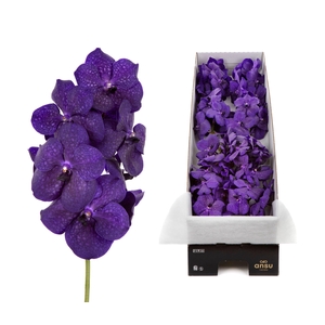 Vanda 10 tak Deep Blue