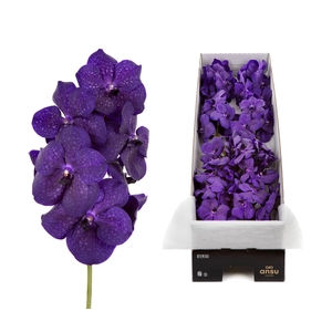 Vanda 10 tak Deep Blue