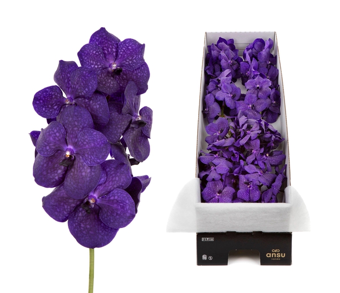 <h4>Vanda 10 tak Deep Blue</h4>