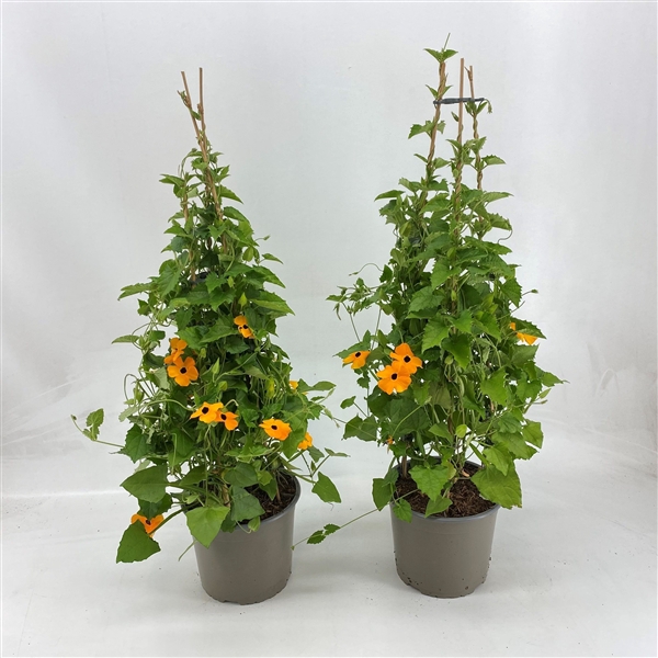 <h4>Thunbergia P19 Pyramide</h4>