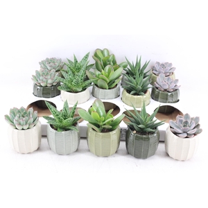 arr3 OV - Ker. Helsinki x15