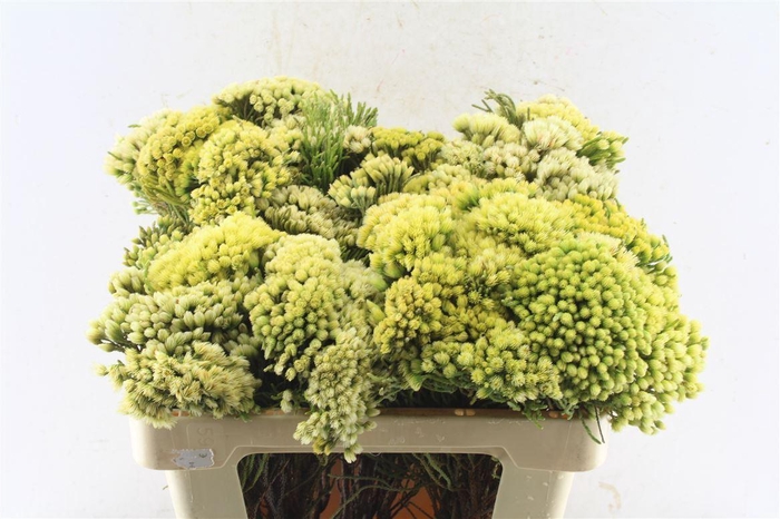 <h4>Kaaps Nebelia Palacea</h4>