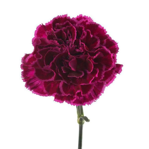 <h4>DI ST NOB VIOLET</h4>
