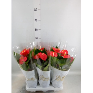 Anthurium andr. 'Esudo'