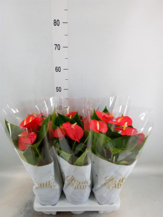 <h4>Anthurium andr. 'Esudo'</h4>
