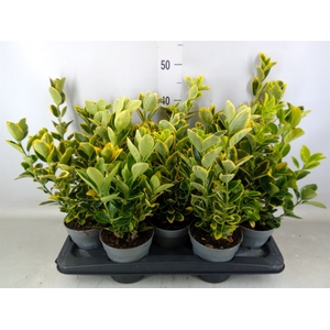 Euonymus japon. 'Aureus'