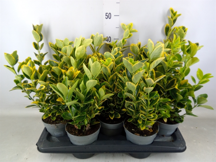 <h4>Euonymus japon. 'Aureus'</h4>