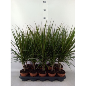 Dracaena marg.