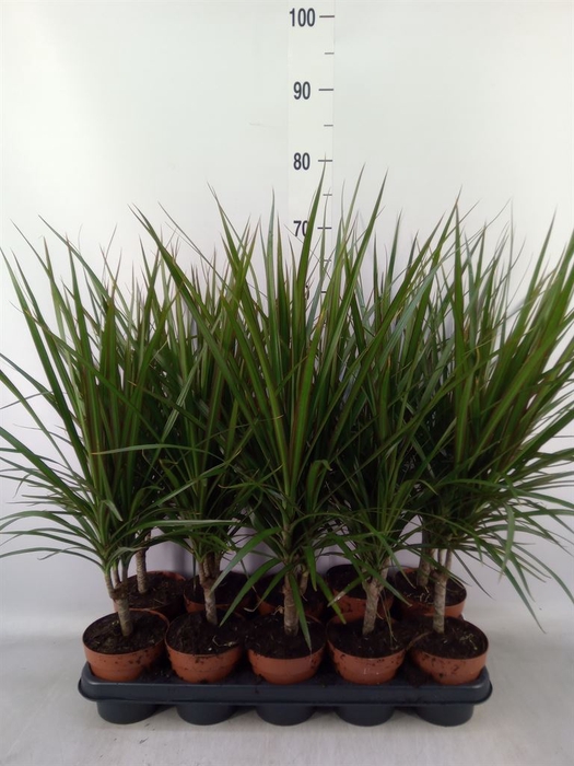 <h4>Dracaena marg.</h4>