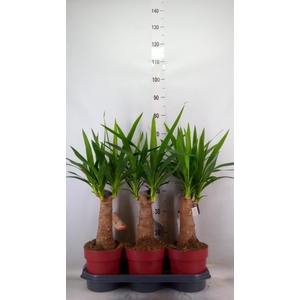 Yucca elephantipes   ...