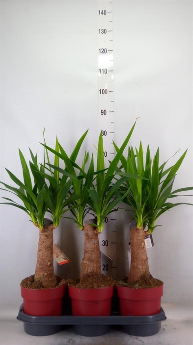 <h4>Yucca elephantipes ...</h4>