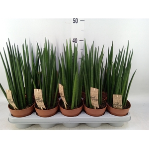 Sansevieria bacularis
