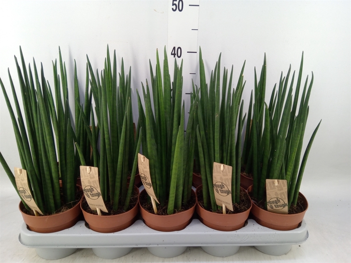 <h4>Sansevieria bacularis</h4>