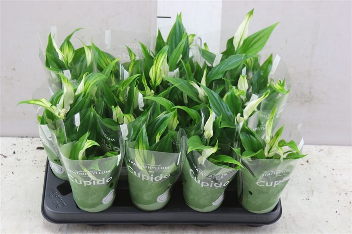 <h4>Spathiphyllum Pearl Cupido</h4>