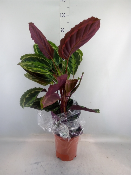 <h4>Calathea  'Medallion'</h4>