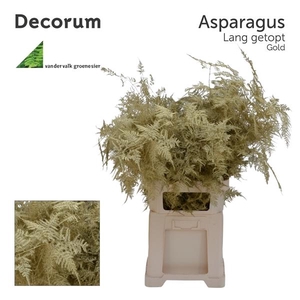 Asp lang getopt Gold