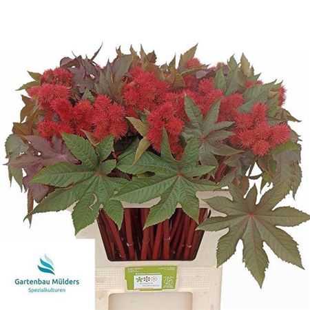 <h4>Ricinus Com Impala</h4>