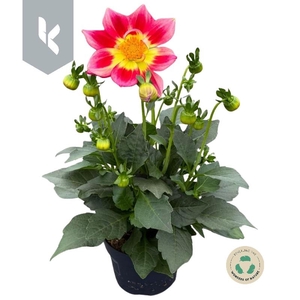 Dahlia Gemengd Summerbees Red Bicolor