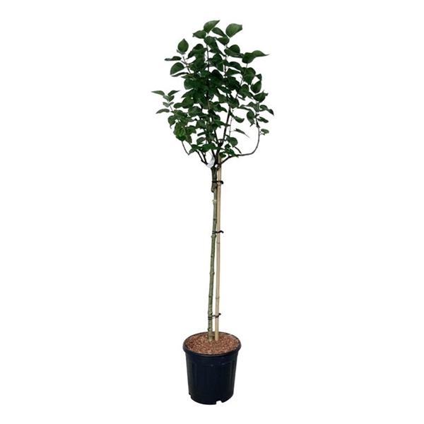 <h4>Syringa v. 'Lila Wonder'</h4>
