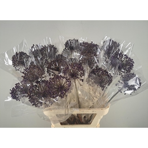 DF Allium Paint Milka