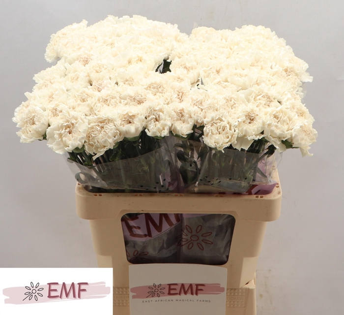 <h4>DI ST MOON GOLEM</h4>