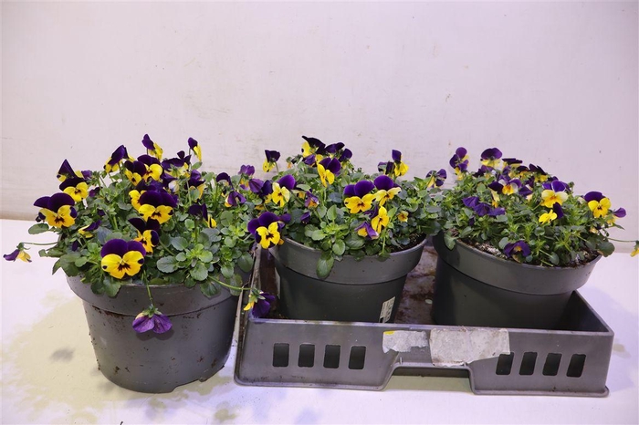 <h4>arr8 Vio Co Tw Yell Pur W</h4>