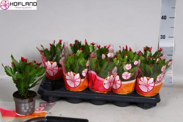 <h4>SCHLUMB ZARAIKA</h4>