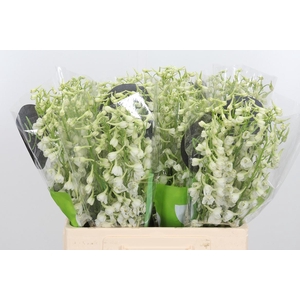 Delph En Be An White