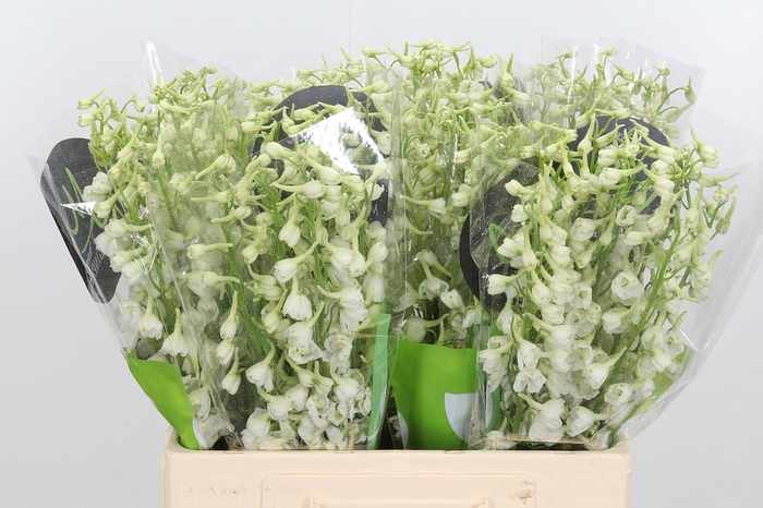 <h4>Delph En Be An White</h4>