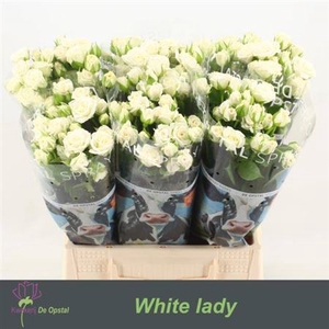 R Tr White Lady