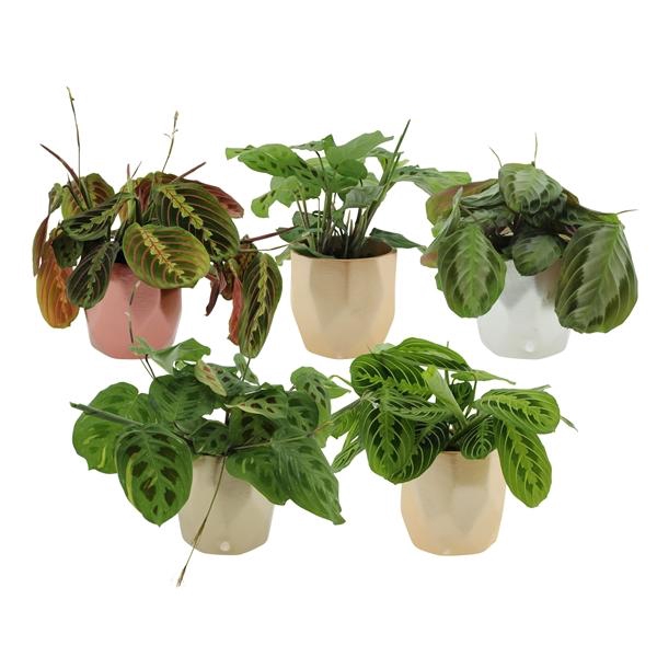 <h4>Maranta leuconeura overig</h4>