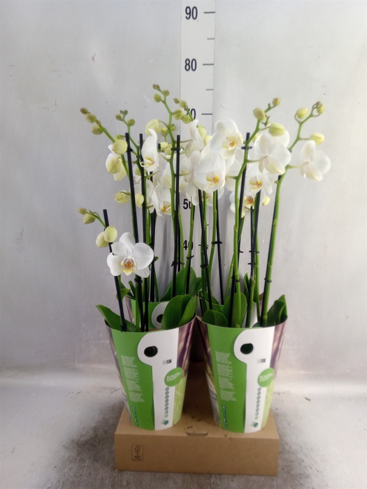 <h4>Phalaenopsis   ...white</h4>