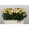 Paeonia Miss America