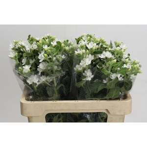 Oxypetalum coeruleum 'Perfect White Harmony'
