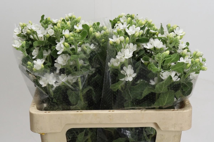 <h4>Oxypetalum coeruleum 'Perfect White Harmony'</h4>