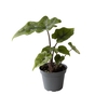 Alocasia Jacklyn 6Ø 15cm