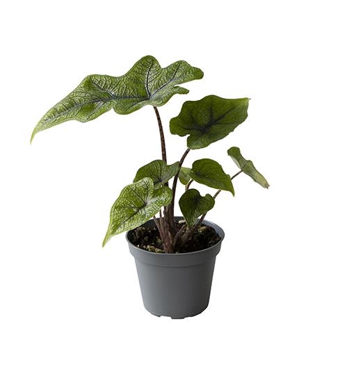 Alocasia Jacklyn 6Ø 15cm