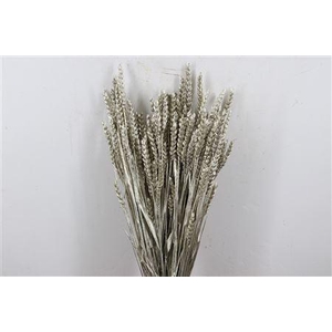 Dried Triticum Platina Bunch